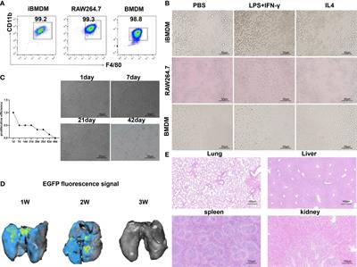 Phenotypic comparison and the potential antitumor function of immortalized bone marrow-derived macrophages (iBMDMs)